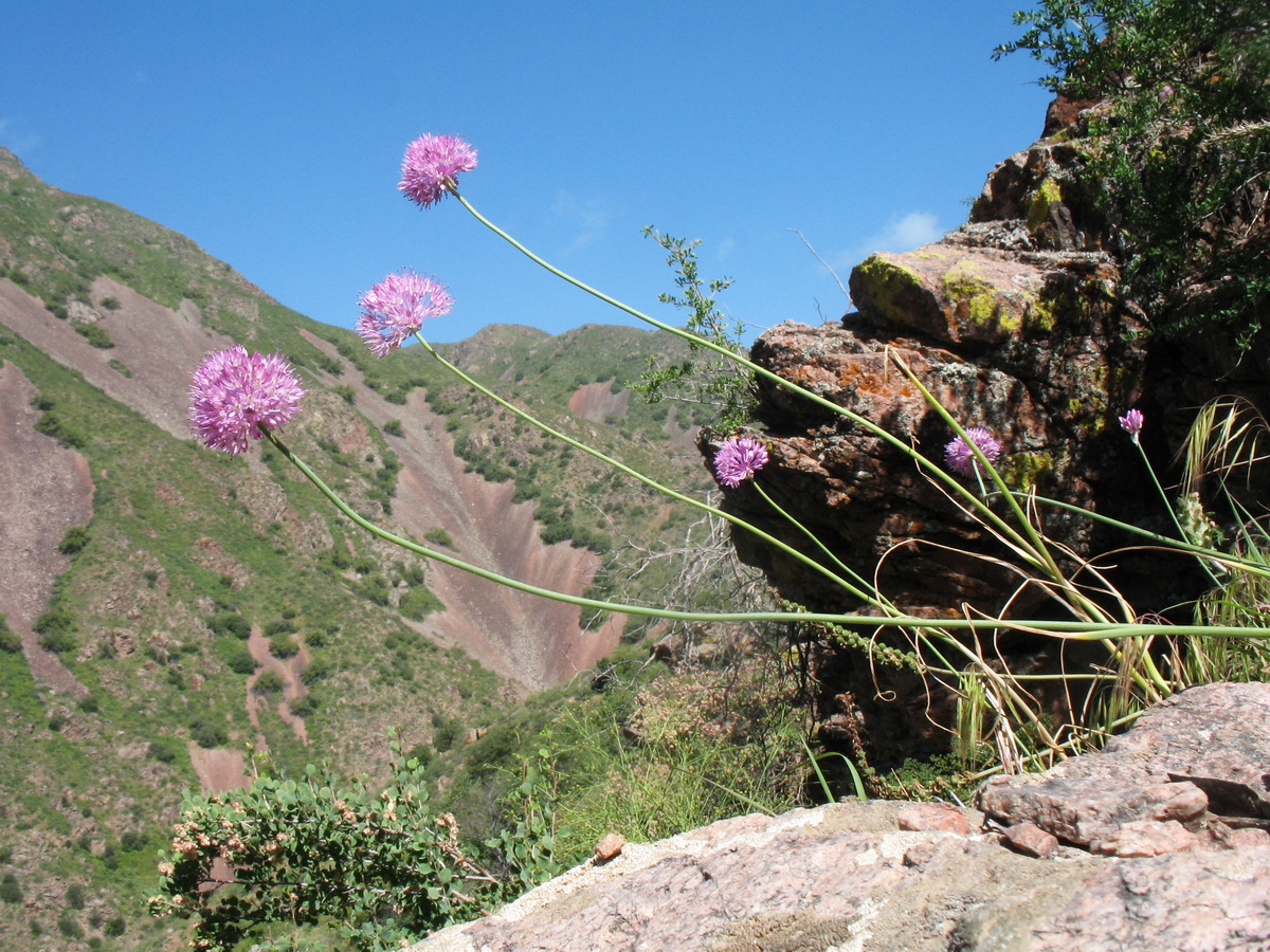 Image of Allium caricifolium specimen.