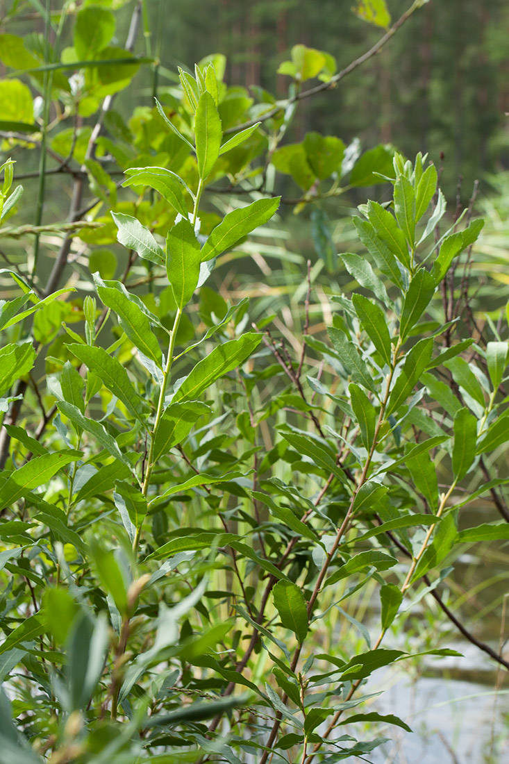 Image of Myrica gale specimen.