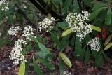 Photinia serratifolia