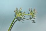 Allium regelii