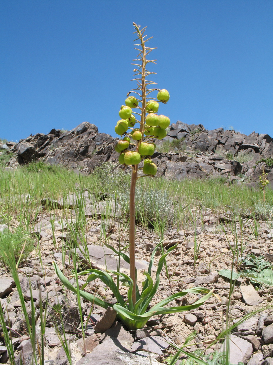 Изображение особи Eremurus lactiflorus.