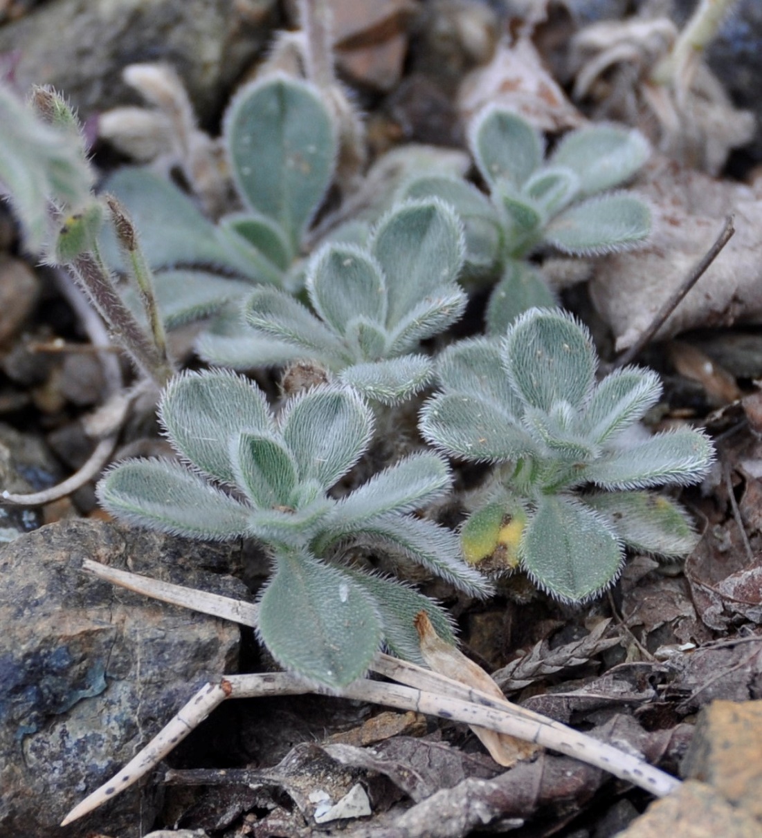 Image of Onosma troodi specimen.