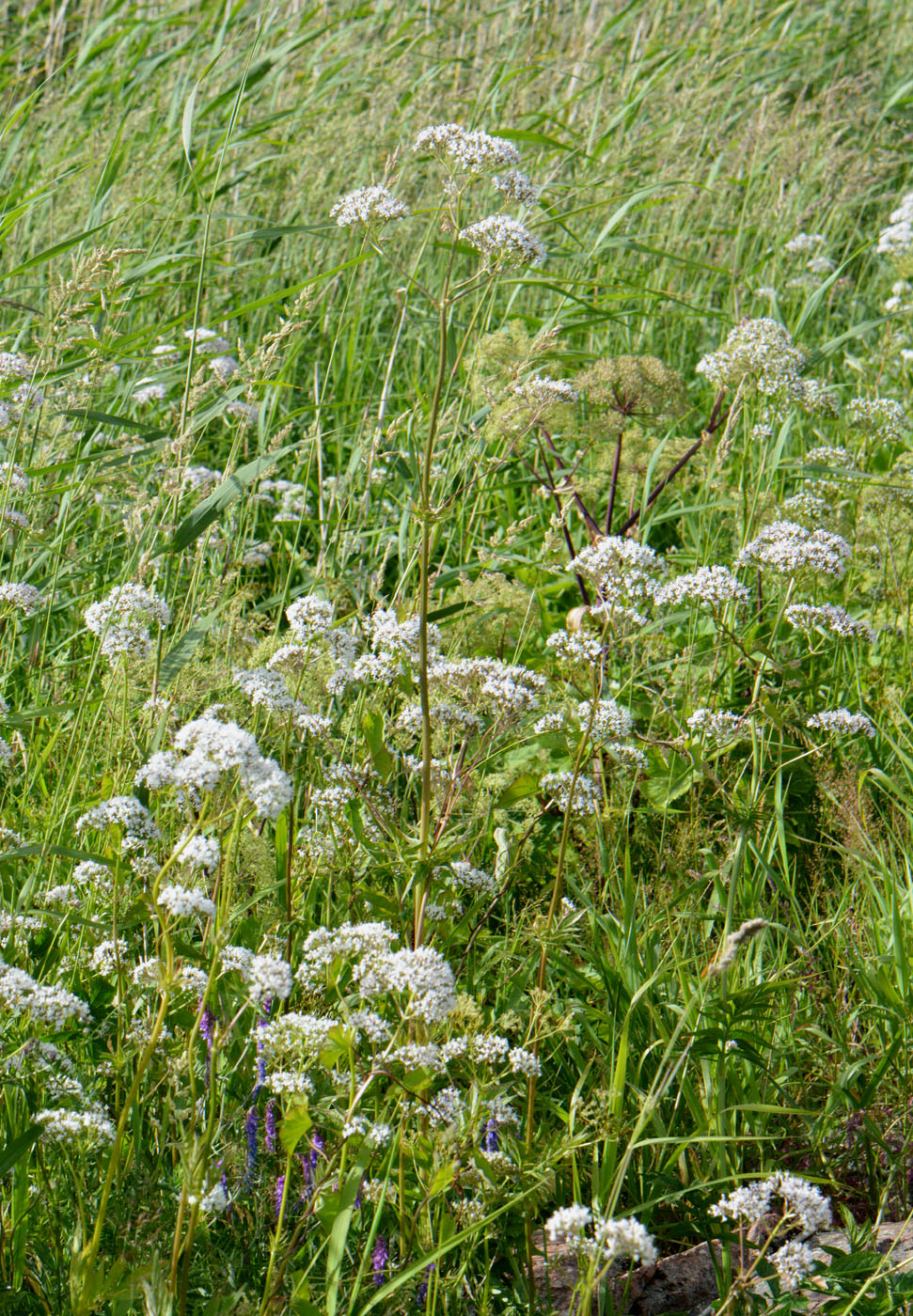 Image of Valeriana officinalis specimen.