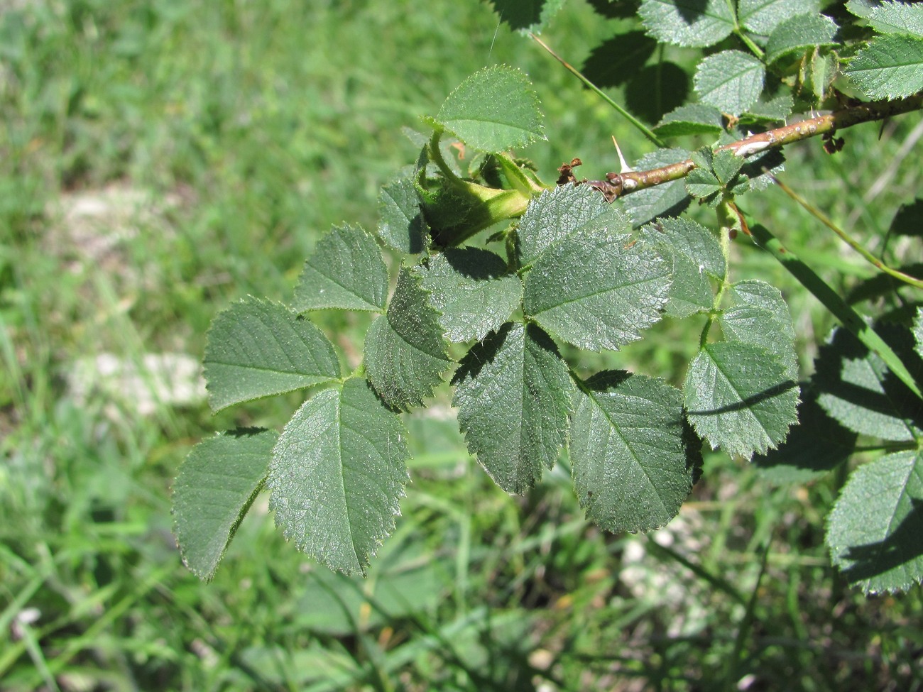 Image of Rosa pulverulenta specimen.