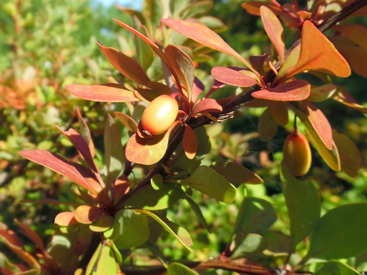 Image of Berberis thunbergii specimen.