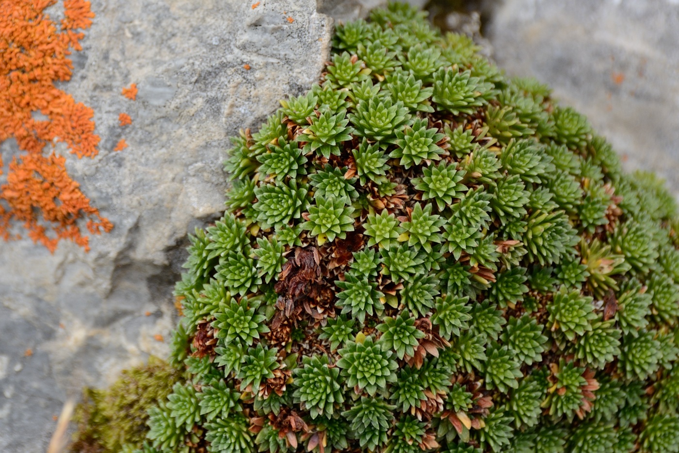 Image of Saxifraga unifoveolata specimen.