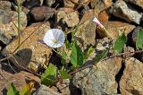 Convolvulus arvensis