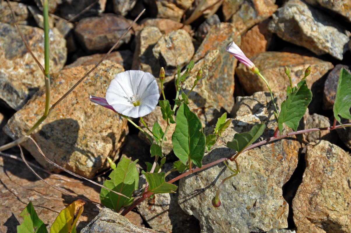 Изображение особи Convolvulus arvensis.