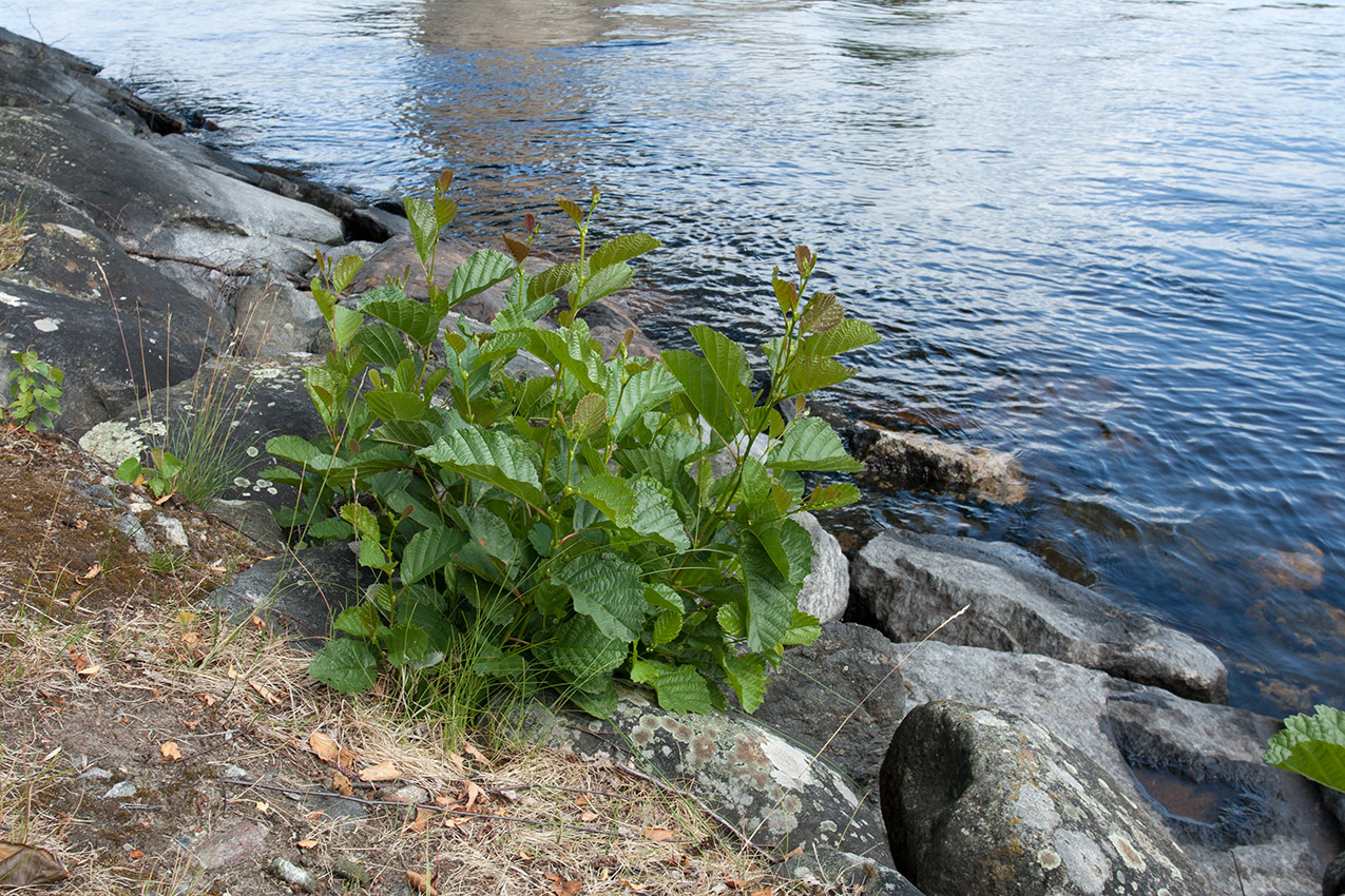 Image of Alnus glutinosa specimen.