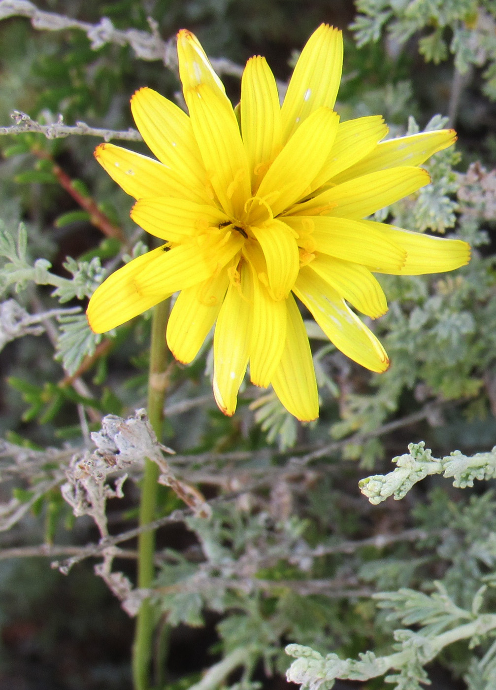 Image of genus Tragopogon specimen.