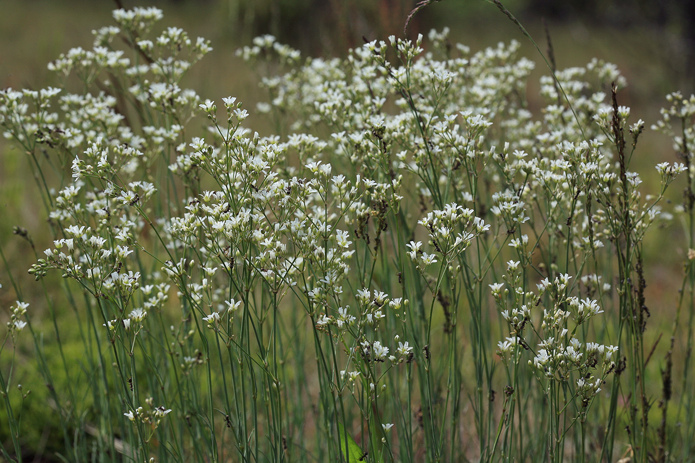 Изображение особи Eremogone saxatilis.