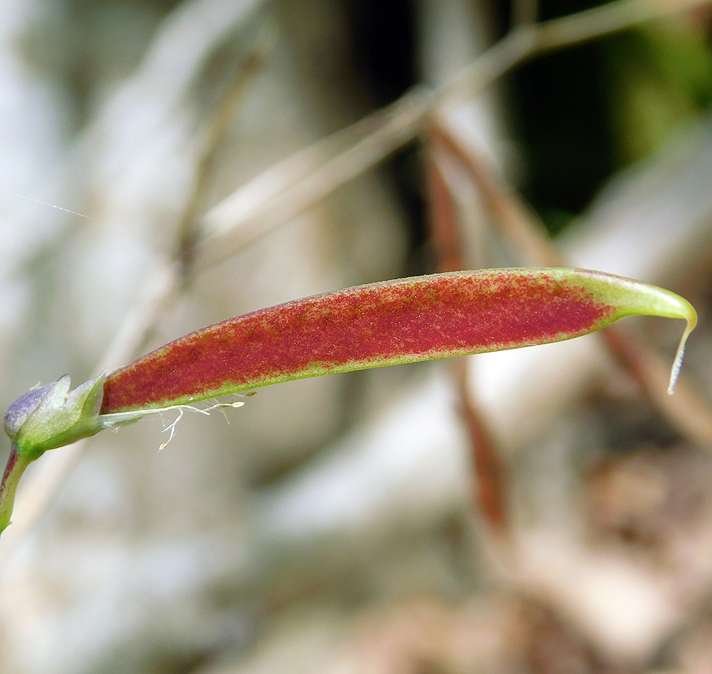 Image of Lathyrus vernus specimen.