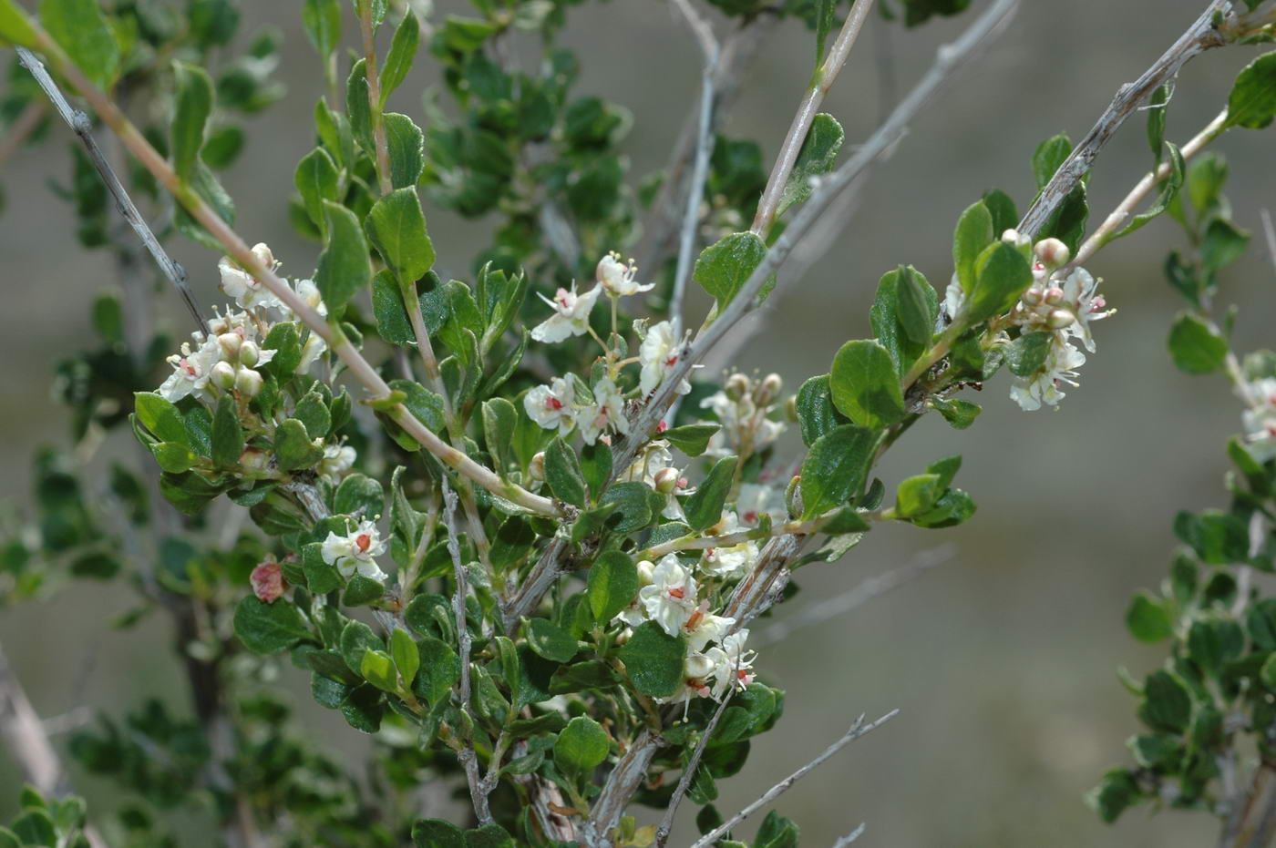 Изображение особи Atraphaxis replicata.