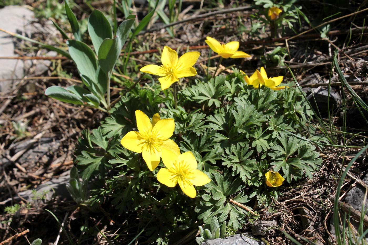 Image of Anemone petiolulosa specimen.