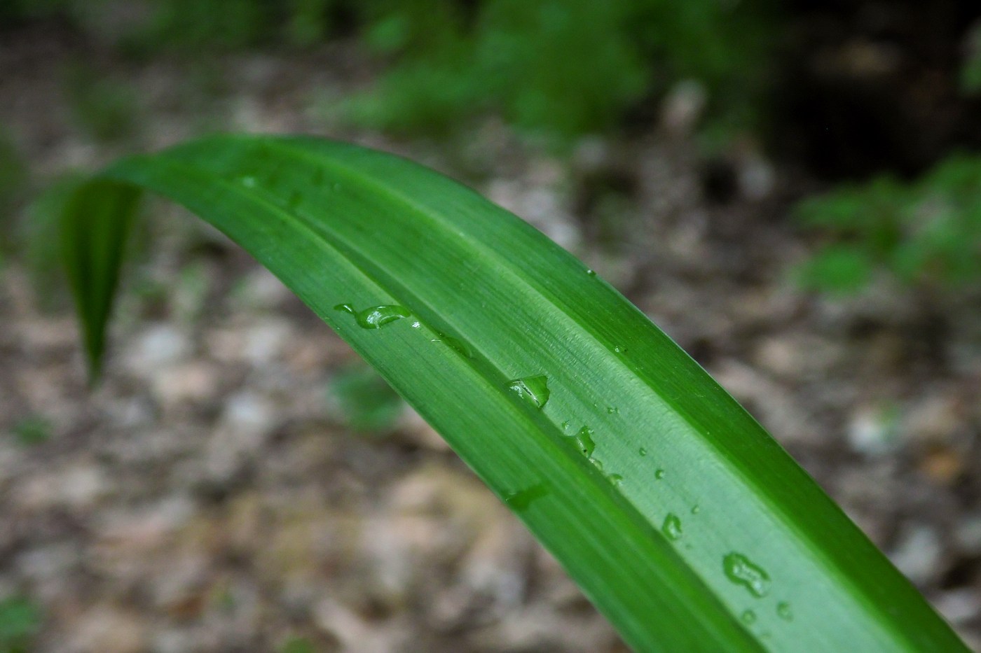 Изображение особи Carex pendula.