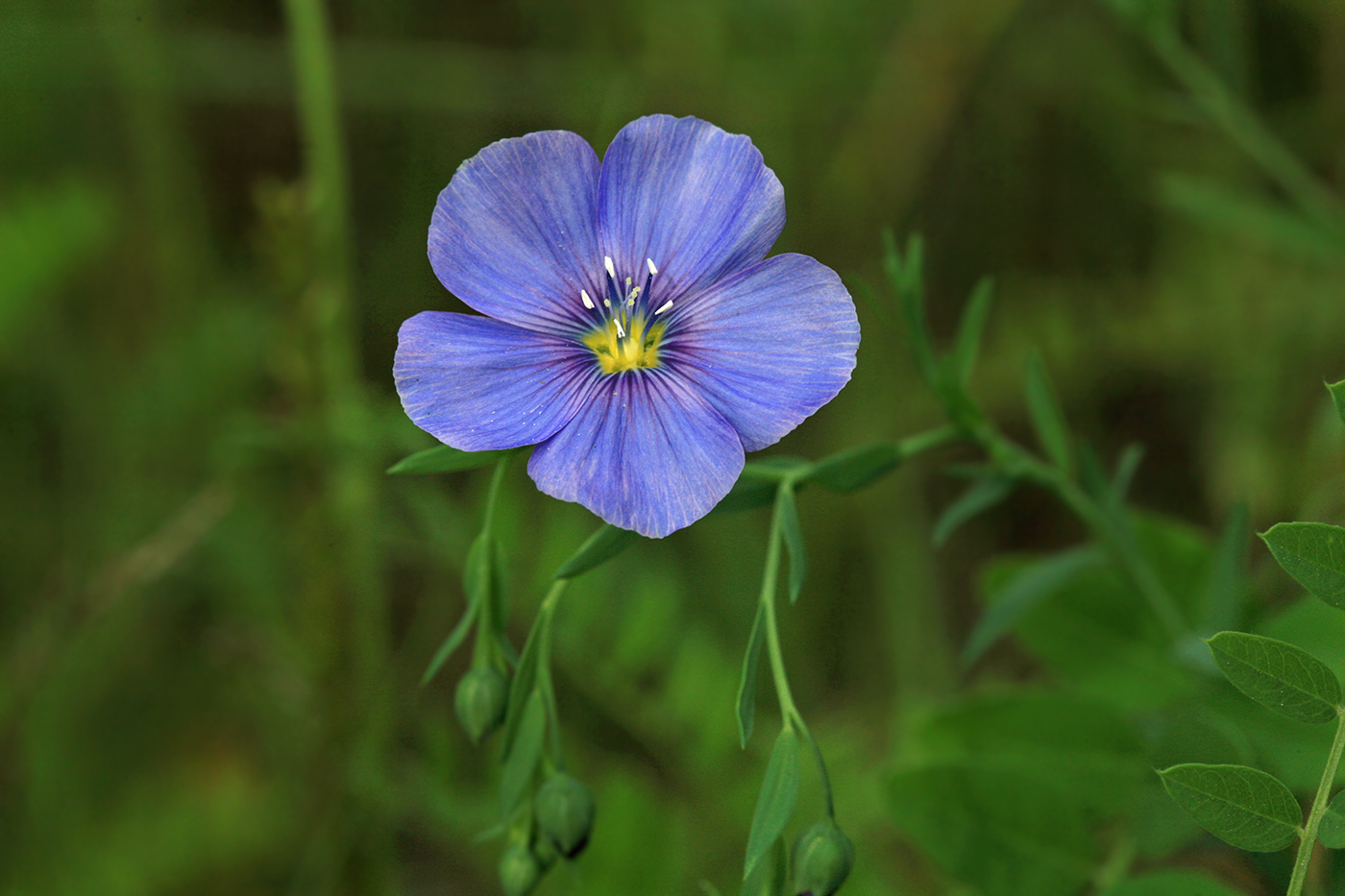 Изображение особи Linum amurense.