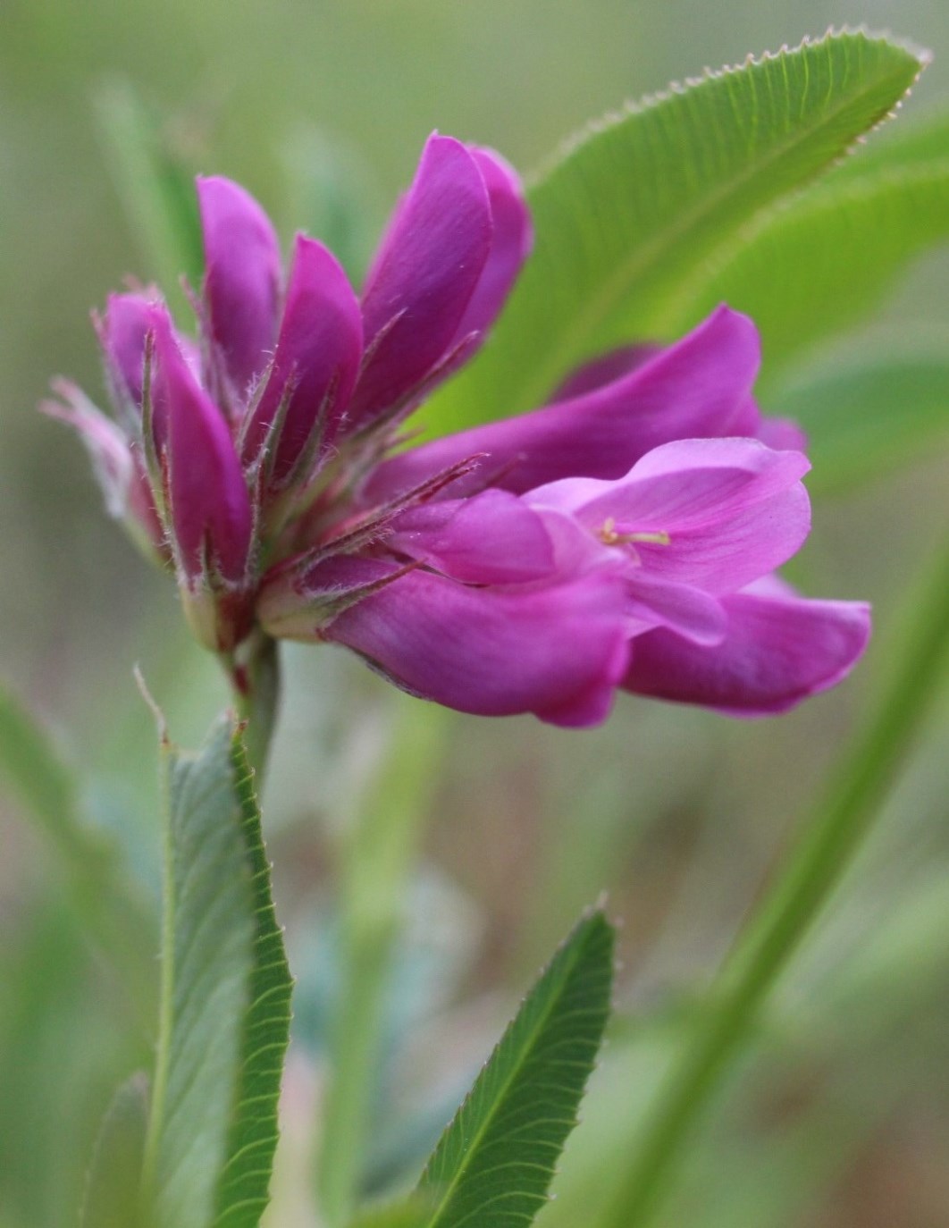 Изображение особи Trifolium lupinaster.