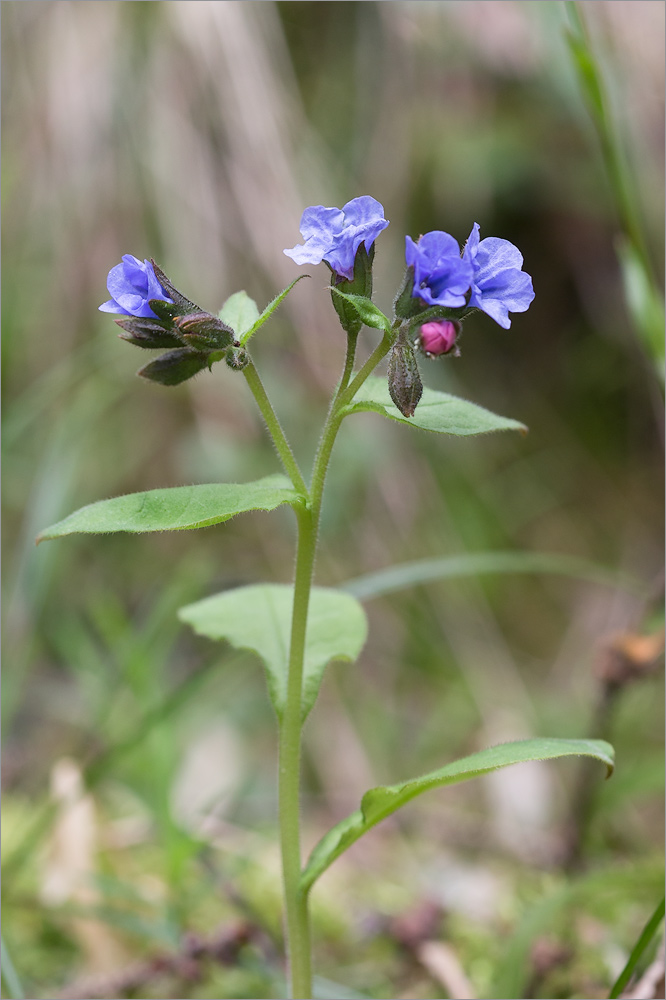 Image of Pulmonaria obscura specimen.