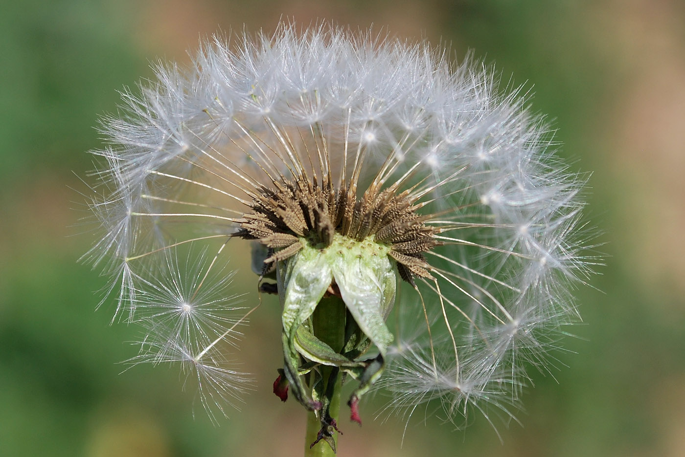 Image of Taraxacum monochlamydeum specimen.