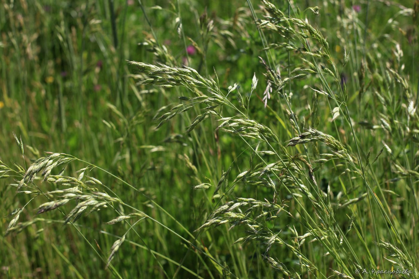 Image of Bromus arvensis specimen.