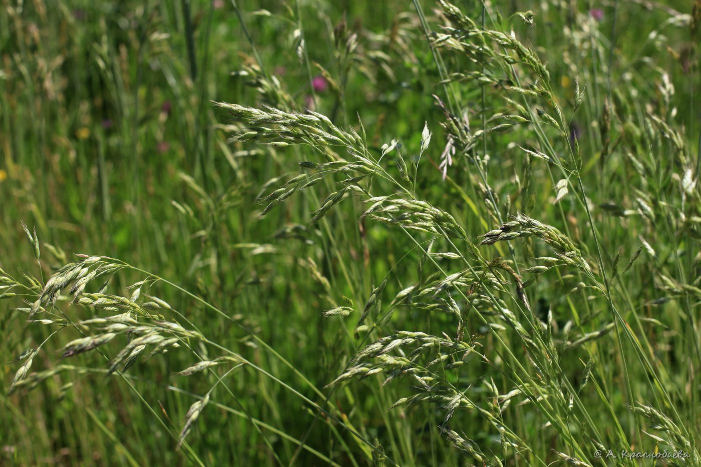 Изображение особи Bromus arvensis.