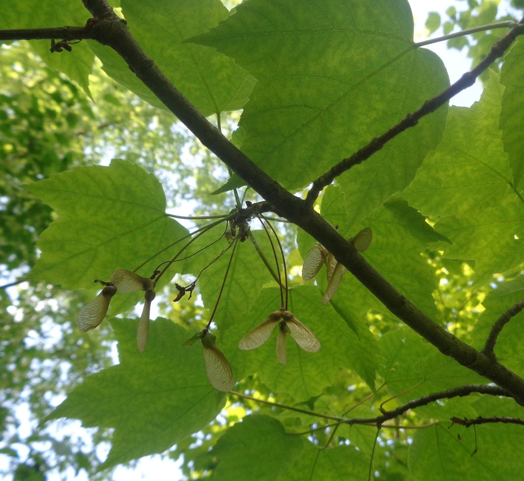 Image of Acer rubrum specimen.