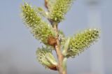 Salix siuzevii