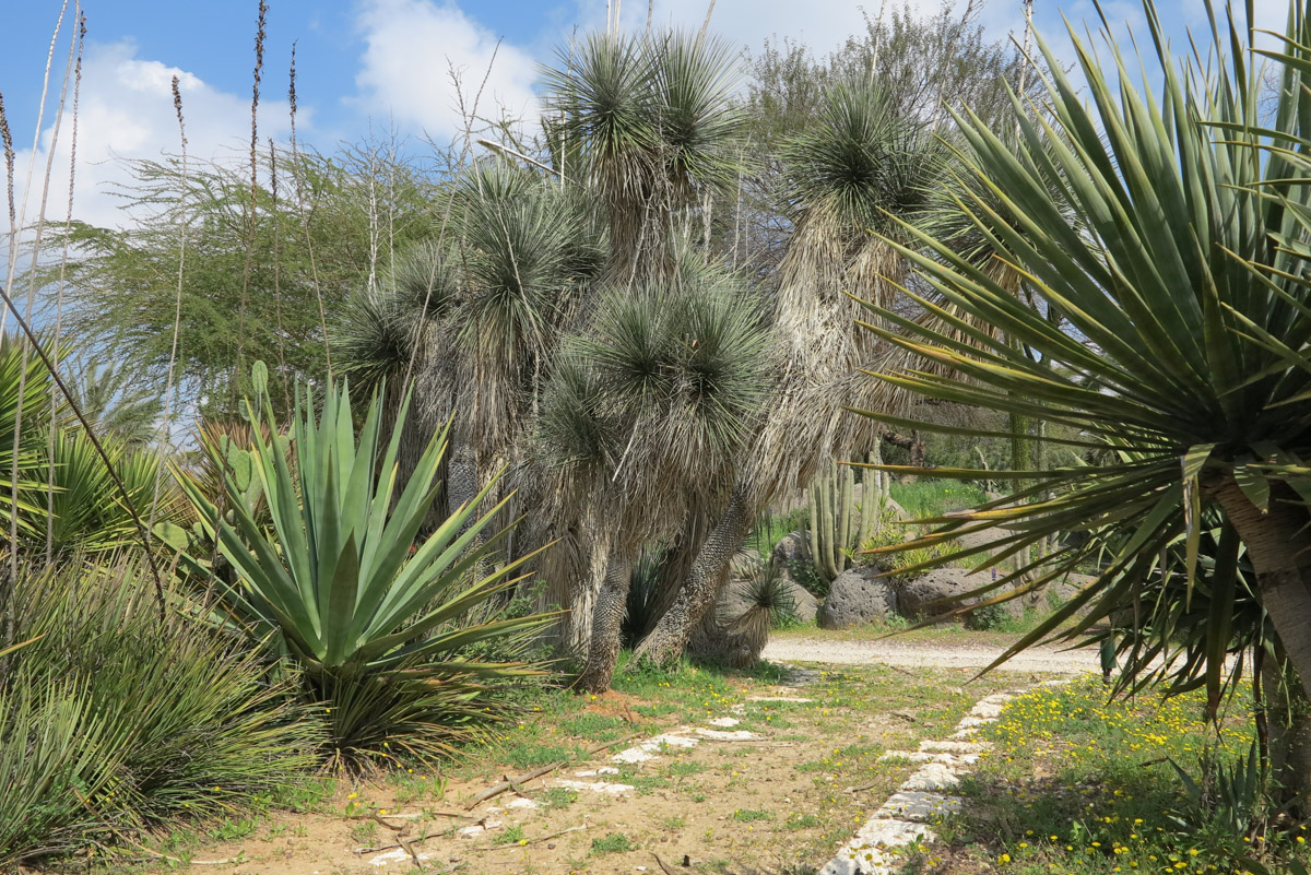 Image of Yucca elata specimen.