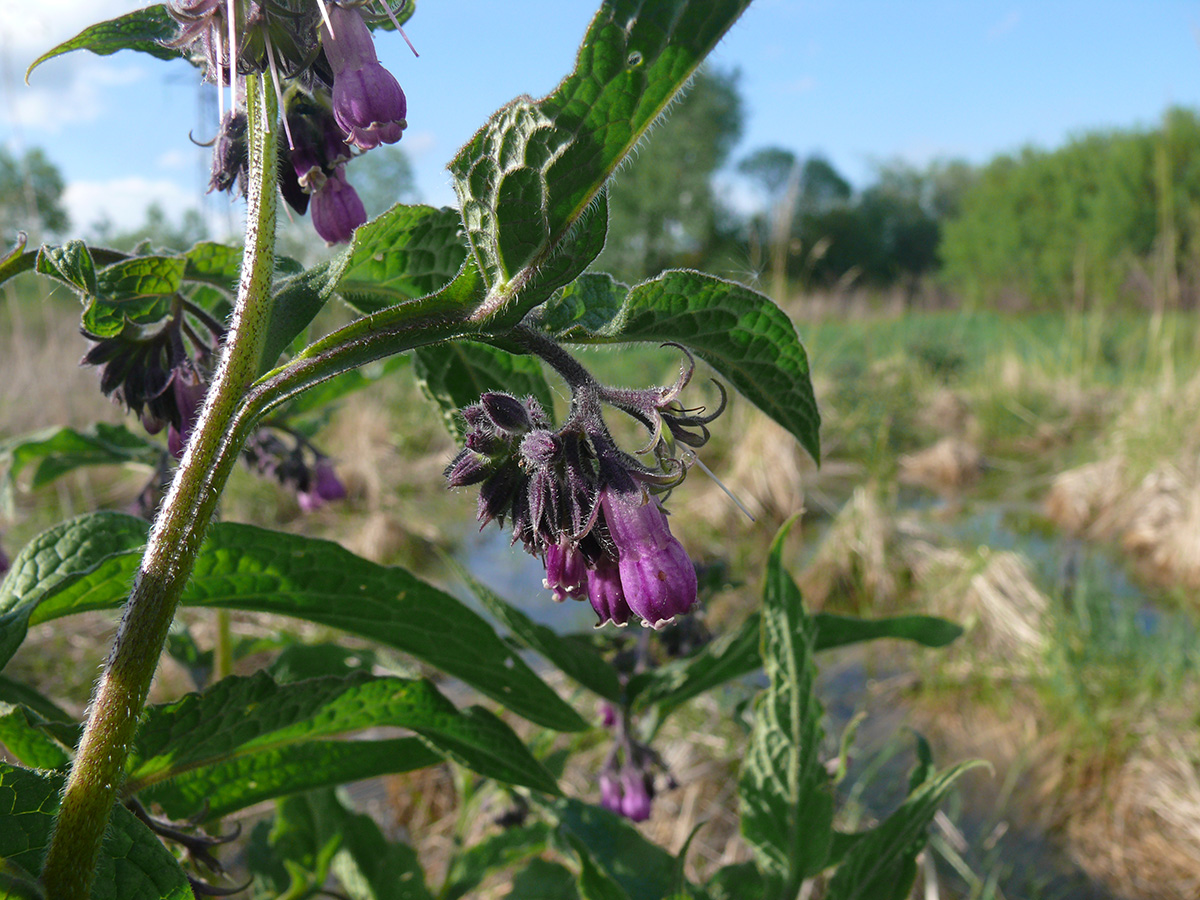 Image of Symphytum officinale specimen.