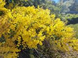 View full-size image Acacia podalyriifolia
