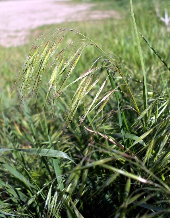 Image of Anisantha tectorum specimen.