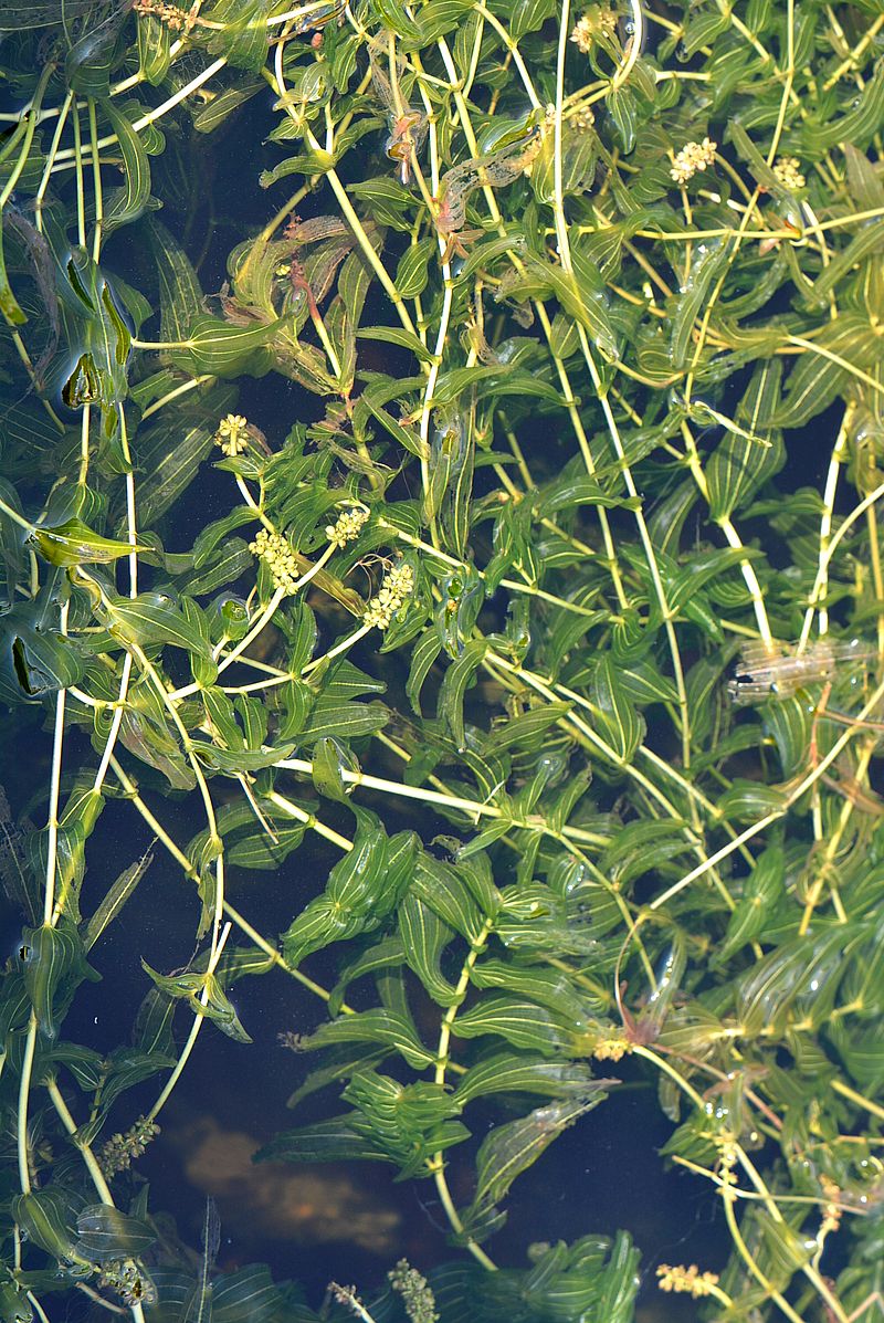 Image of Potamogeton perfoliatus specimen.