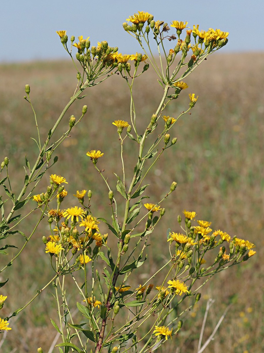 Image of Hieracium umbellatum specimen.