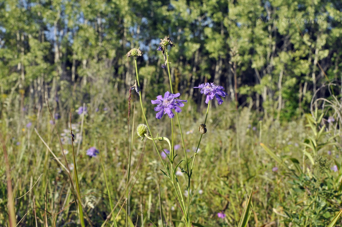 Изображение особи Scabiosa lachnophylla.