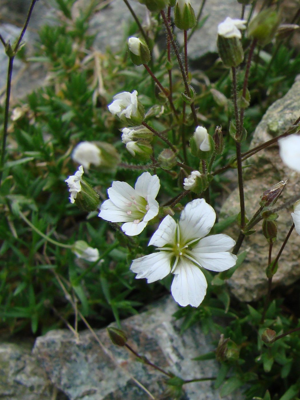 Image of Minuartia kryloviana specimen.