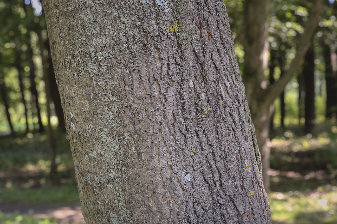 Image of Acer platanoides specimen.