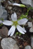 Cerastium hemschinicum