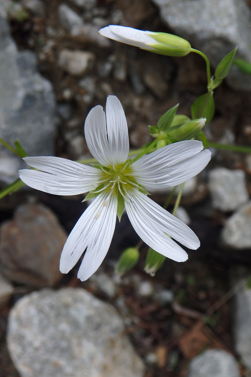 Изображение особи Cerastium hemschinicum.