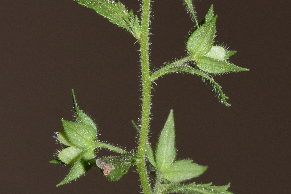 Image of Veronica campylopoda specimen.