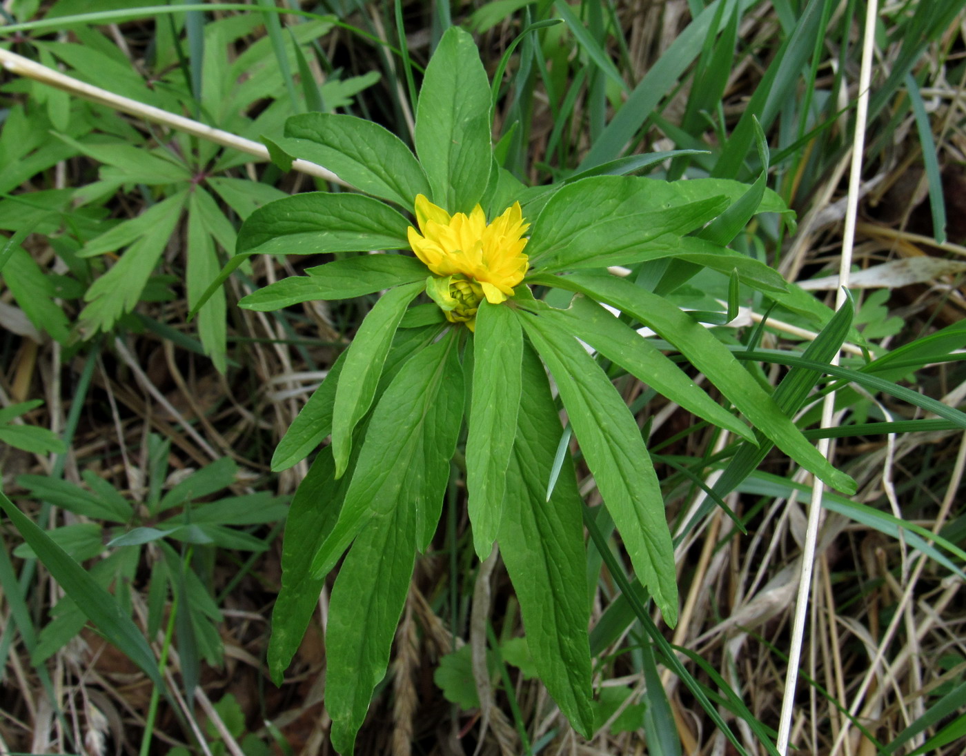 Изображение особи Anemone jenisseensis.