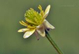 Ranunculus chinensis. Цветок. Приморский край, Шкотовский р-н, окр. с. Новонежино, тропа в широколиственном лесу. 01.07.2022.