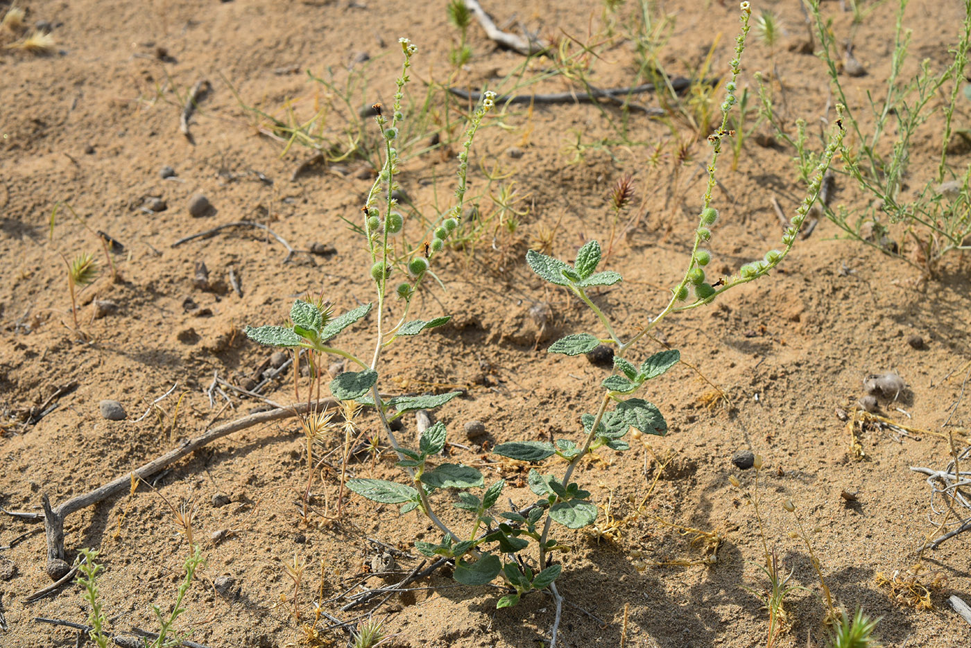 Image of Argusia sogdiana specimen.