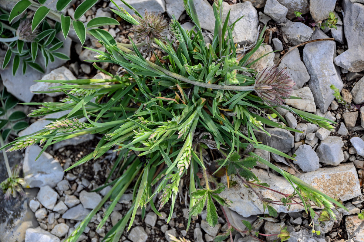 Изображение особи семейство Poaceae.