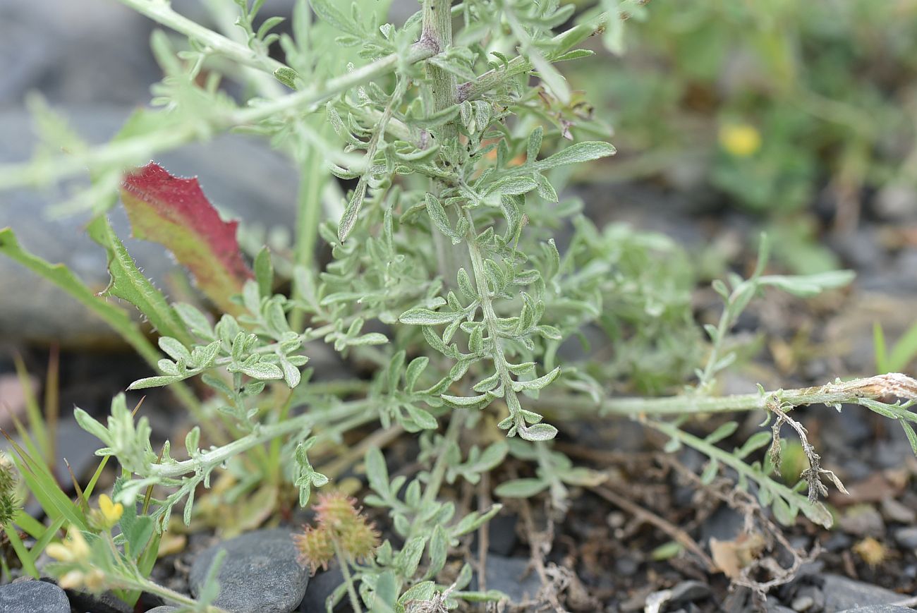 Image of Centaurea diffusa specimen.