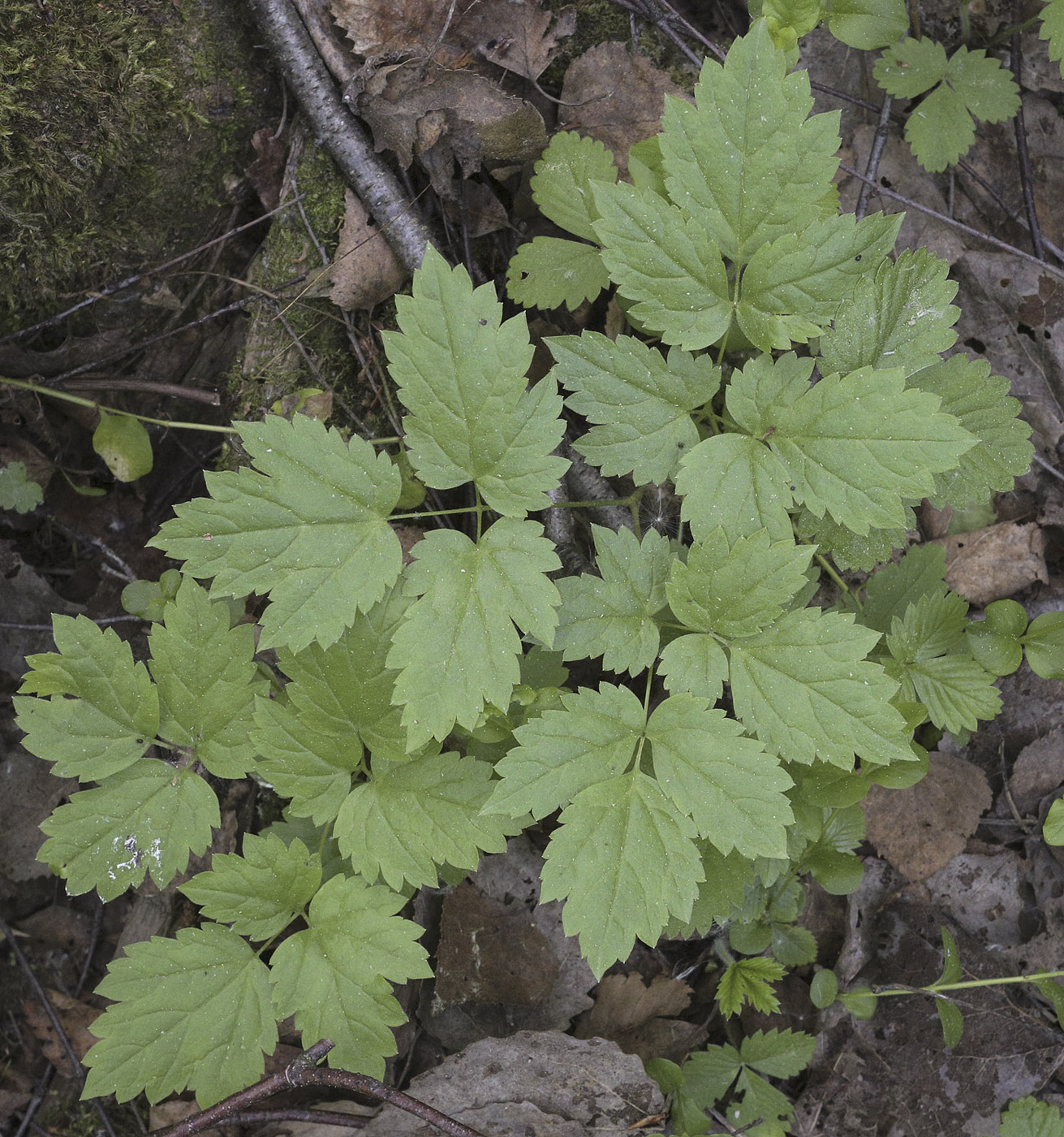 Image of Actaea spicata specimen.