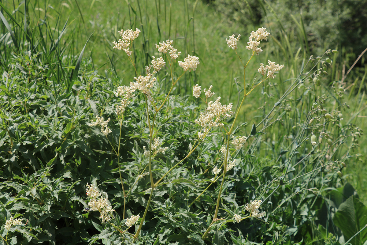 Image of Aconogonon alpinum specimen.