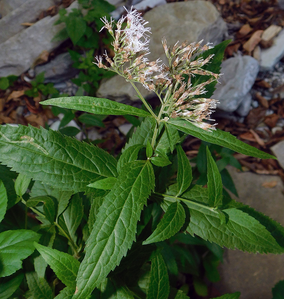 Image of Eupatorium cannabinum specimen.