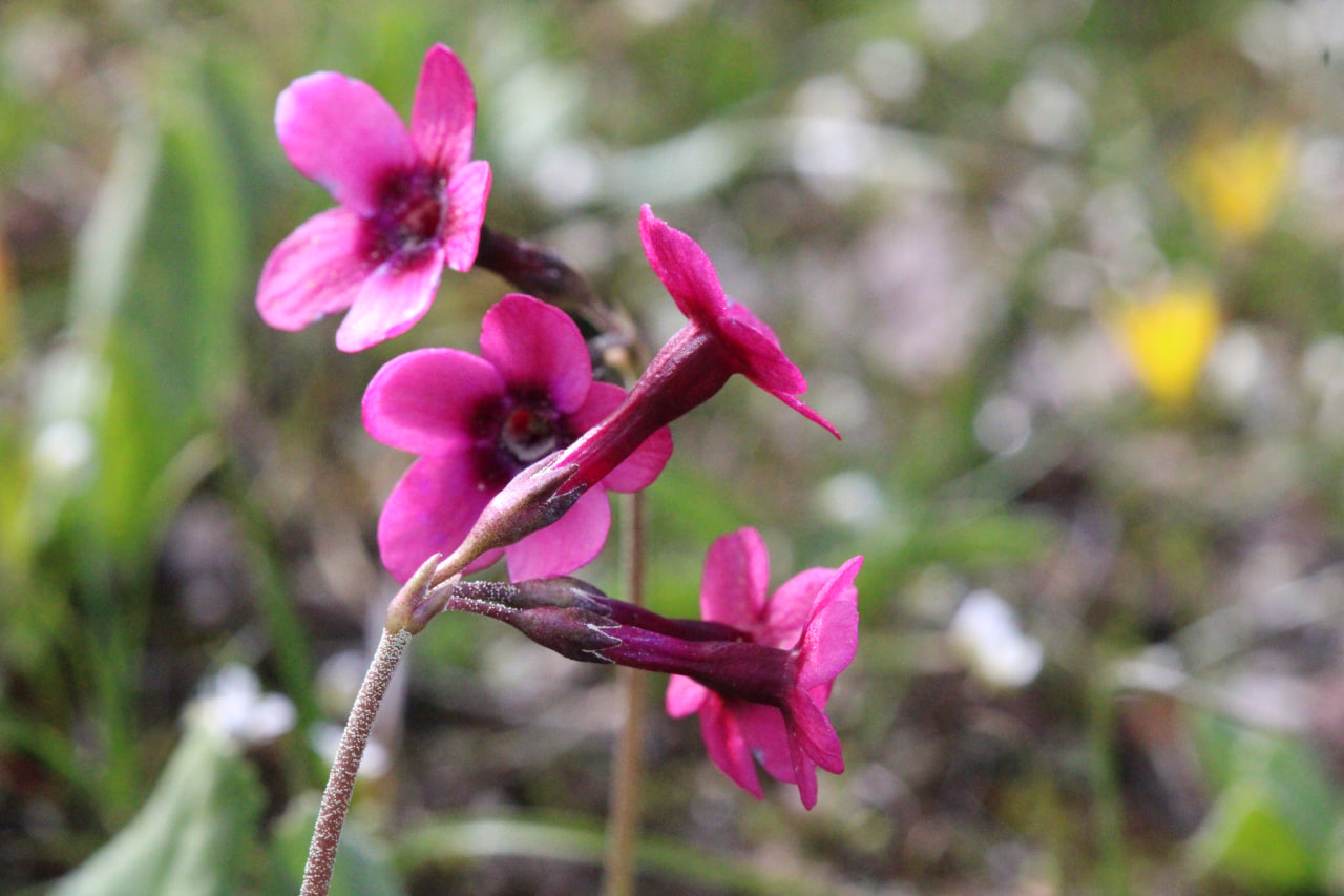 Image of Primula fedtschenkoi specimen.