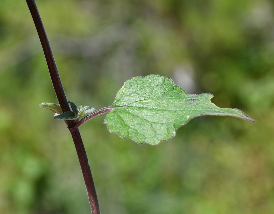 Image of Scutellaria cypria ssp. elatior specimen.