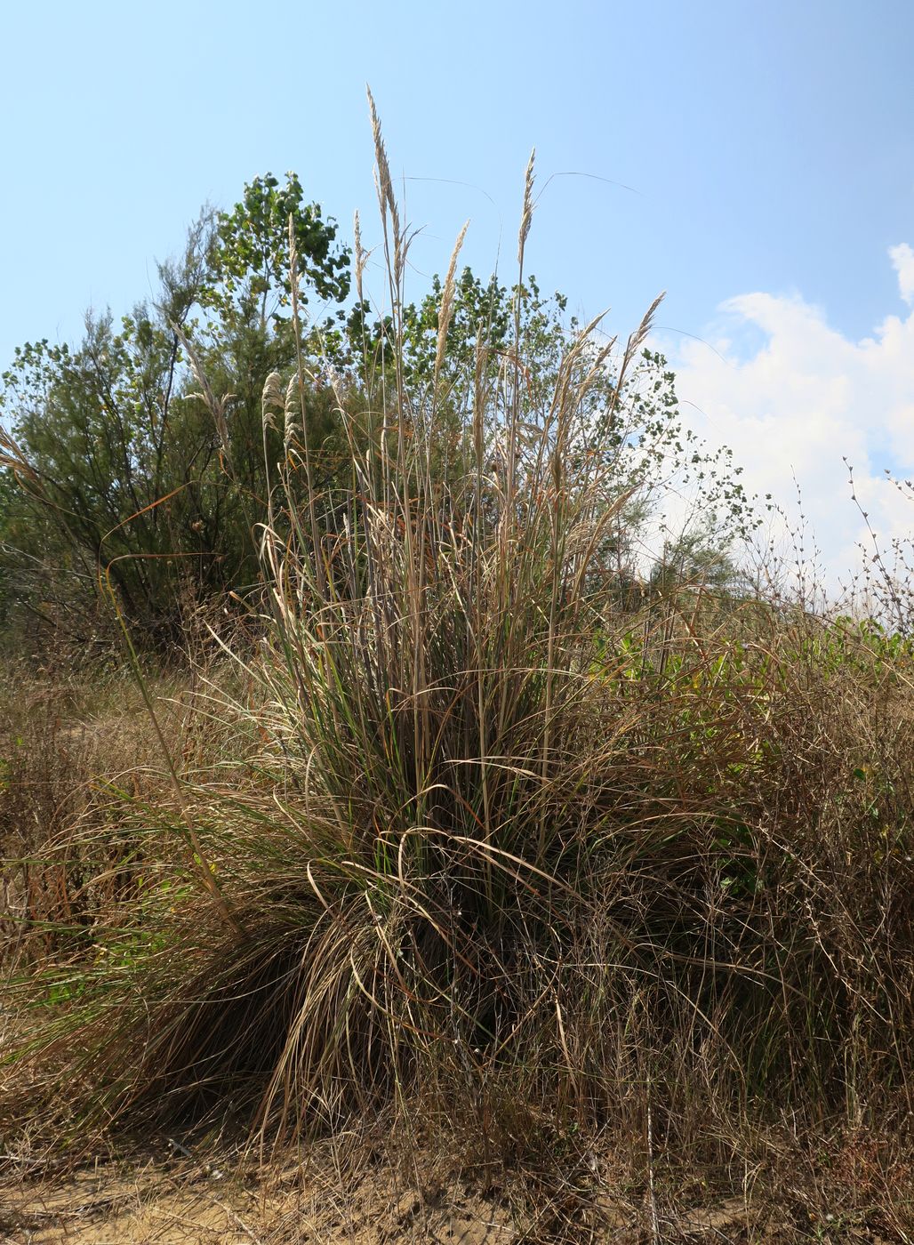 Image of Erianthus ravennae specimen.